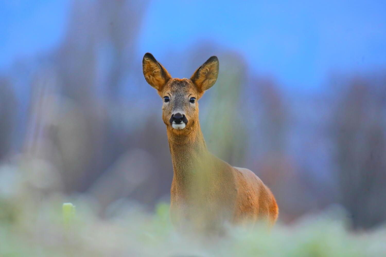 Dans la peau d’un photographe animalier