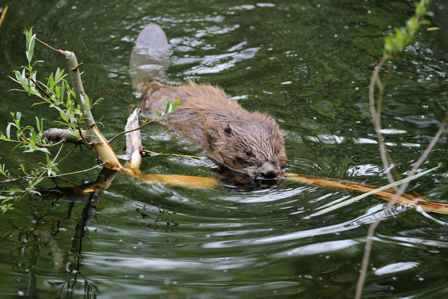 The life of the beavers of the Broye