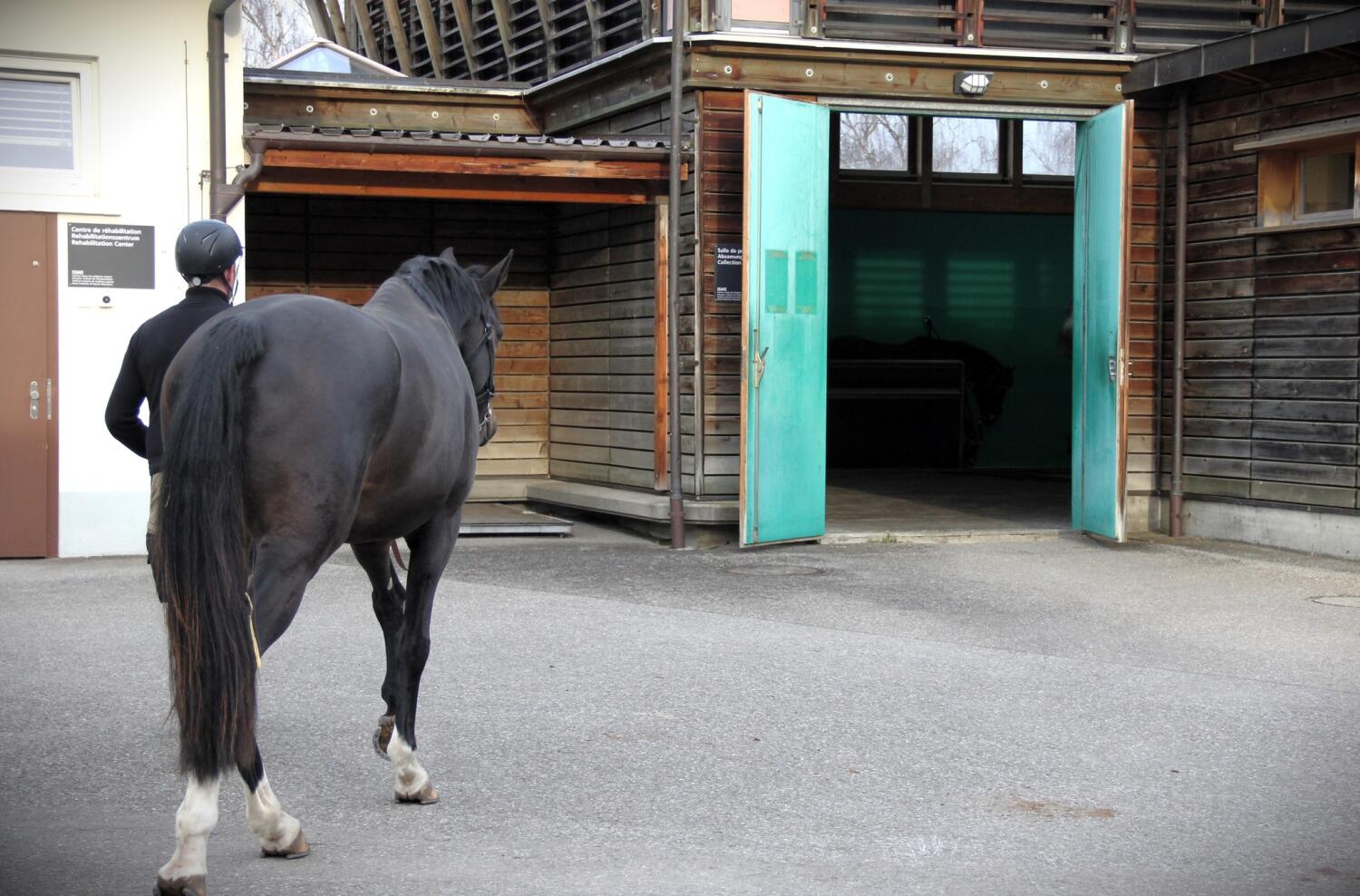 Behind the scenes at the Avenches equine clinic