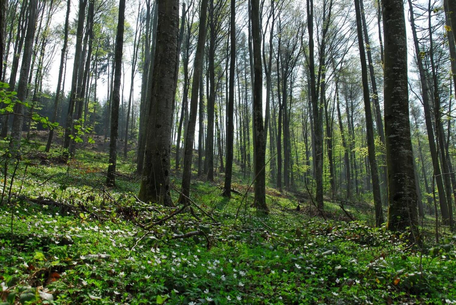 Sentier Botanique Forestier du Bois de Châtel