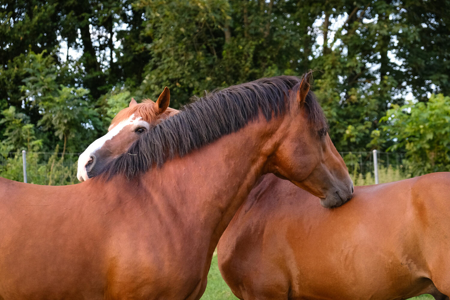 Le Haras national et la clinique équine d’Avenches