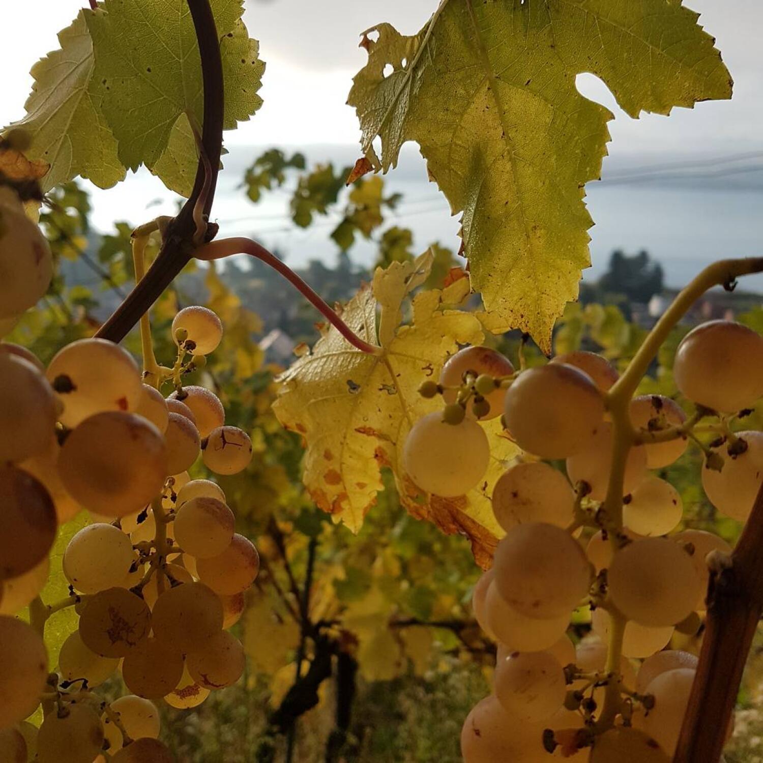 Grape harvest festival in Vully