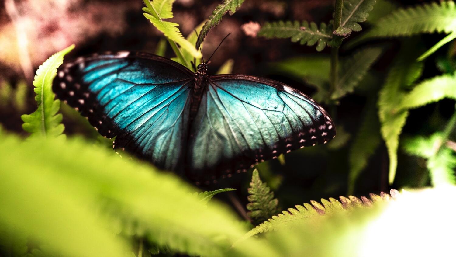 Papiliorama