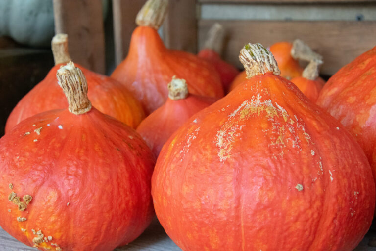 Automne Gourmand